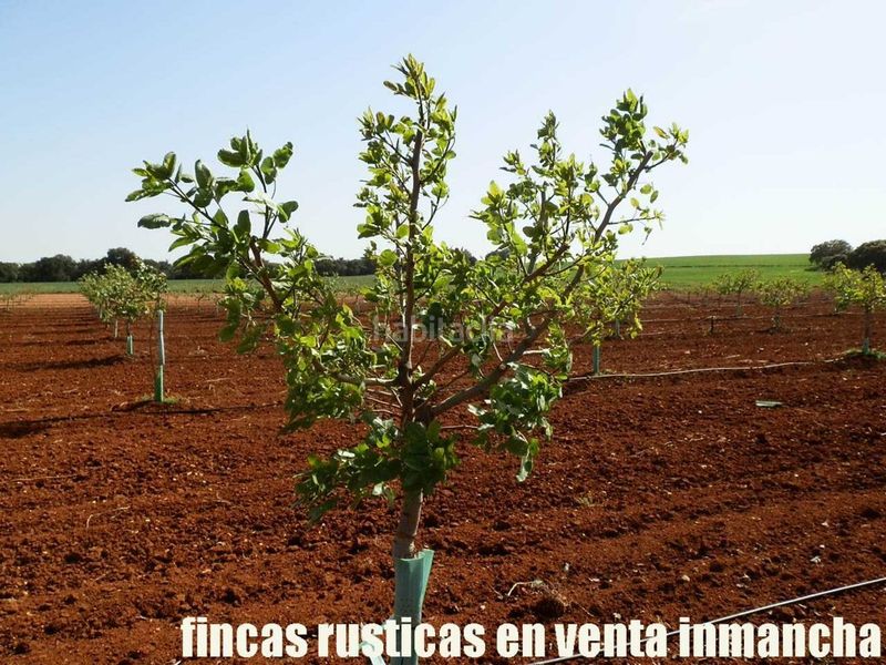 Foto d213ded2-78ee-4e49-8b35-759b52c05bef. Finca rústica a Belmonte