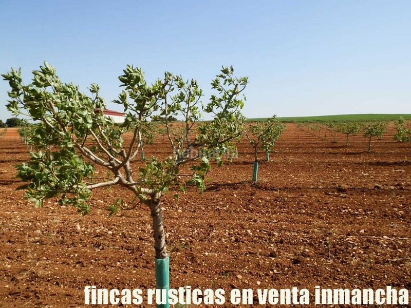 Foto dc57335d-3183-424f-a170-bc1acfff428c. Finca rústica a Belmonte