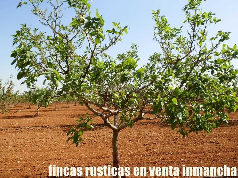 Foto f9d3fbbc-f813-4716-80ba-a1ed9002eabf. Finca rústica a Belmonte