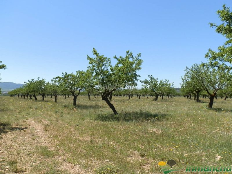 Foto 2da6c682-5700-46ed-a32e-d85a38ae92ba. Finca rústica a Almansa