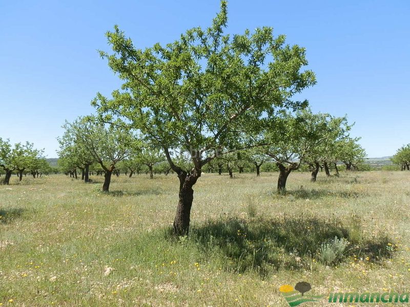 Foto 9ae84ecc-67cf-4407-b4a6-64fa55cf1e84. Finca rústica a Almansa