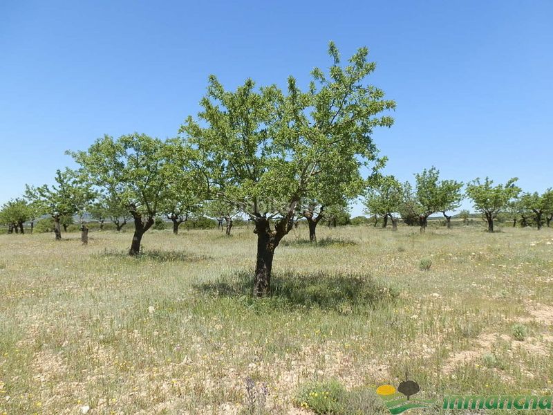 Foto ff046502-cac5-431a-b51c-6d93ba8fbc6a. Finca rústica a Almansa