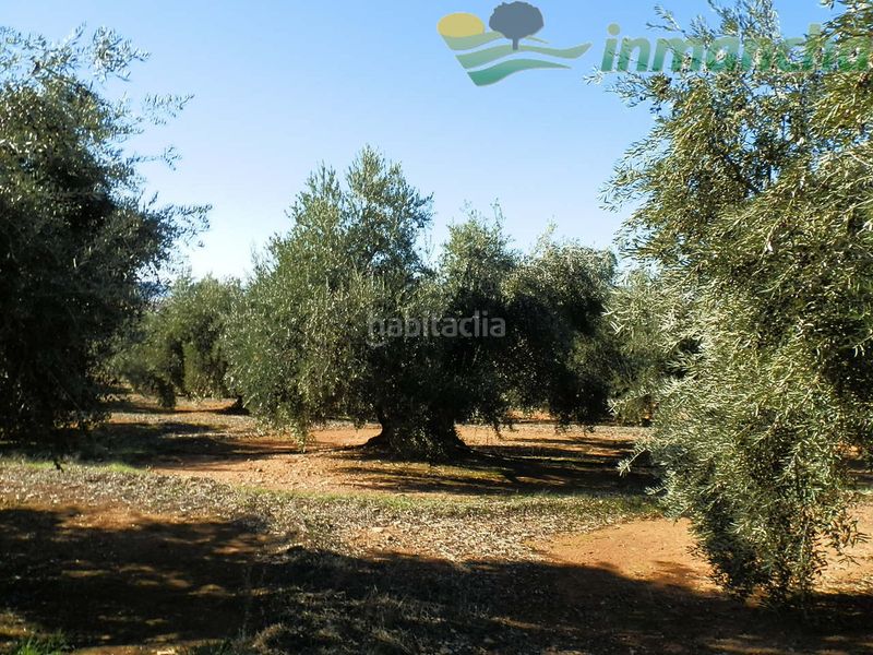 Foto 2d63d632-9db0-4d76-848d-88a5433c99b0. Finca rústica a Puente de Génave