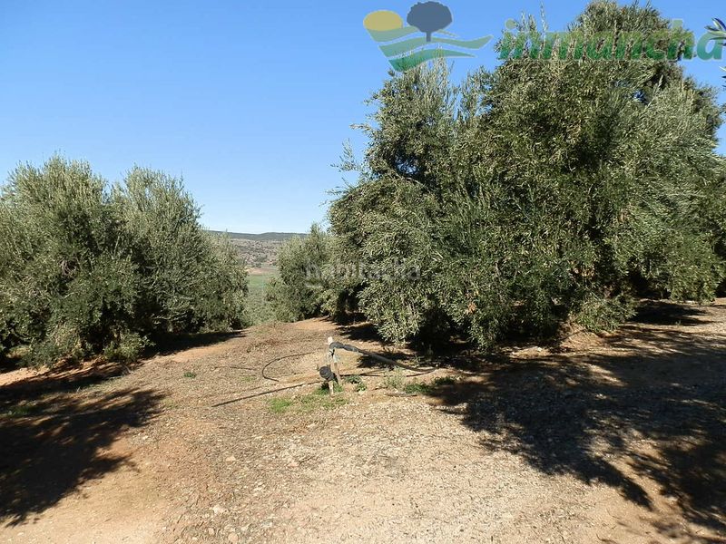 Foto ea5b47c8-037b-467c-a235-bd661f83d82a. Finca rústica a Puente de Génave