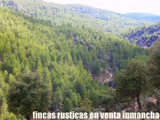 Finca rústica a Nerpio. Finca en venta monte de pinar maderable en albacete