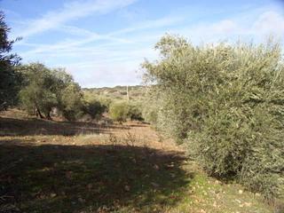Propriété à Manzanares. Fincas inmancha 38 has. monte caza menor en manzanares (ciudad r