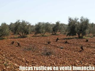 Finca rústica a Valdepeñas. Finca en venta viña olivar en ciudad real