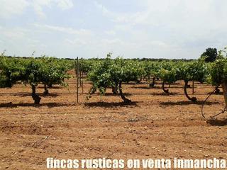 Finca rústica a Villarrobledo. Finca en venta viña almendros en albacete