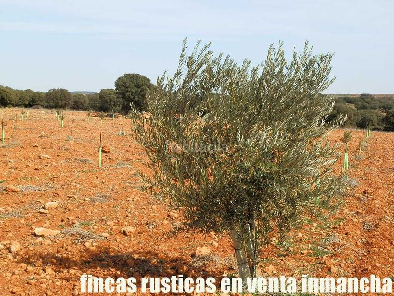 Foto 10228b19-d8ef-406a-9596-a5a6b14053b8. Finca rústica a Solana (La)