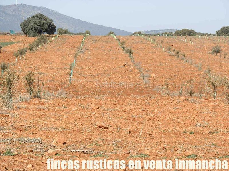 Foto 6d417858-5b3e-4761-adbb-695aad3c88e0. Finca rústica a Solana (La)