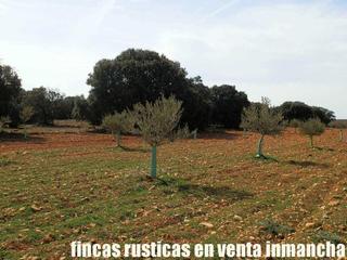Finca rústica a Solana (La). Finca en venta olivar monte caza menor en ciudad real