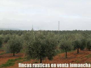 Finca rústica a Valdepeñas. Finca en venta olivar riego gran caserío en ciudad real