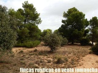 Finca rústica a Almansa. Finca en venta labor secano monte caza menor en albacete