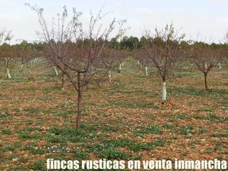 Finca rústica a Tomelloso. Finca en venta almendros secano en ciudad real