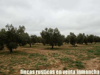 Finca rústica a Campo de Criptana. Finca en venta olivar regadío en ciudad real