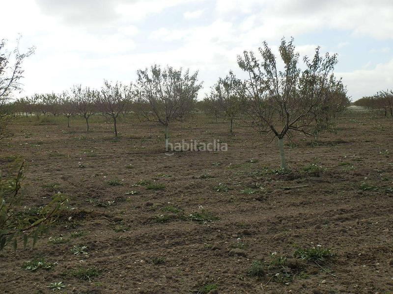 Foto 03a00279-dae0-4bdf-9010-d7bef9831103. Finca rústica finca en venta almendros riego en ciudad real en Pedro Muñoz