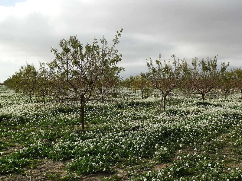 Foto 0cdc377e-931c-4f46-8871-536c53d29fcb. Finca rústica finca en venta almendros riego en ciudad real en Pedro Muñoz