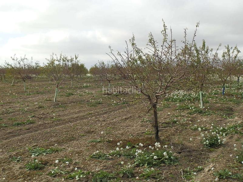 Foto 11a93b6e-a266-4979-b4ed-938ec1c801b4. Finca rústica finca en venta almendros riego en ciudad real en Pedro Muñoz