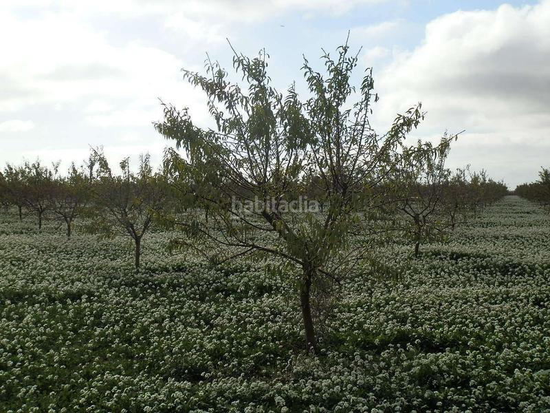 Foto 6eda8640-4c67-486e-b2cd-c0a755fca6a6. Finca rústica finca en venta almendros riego en ciudad real en Pedro Muñoz