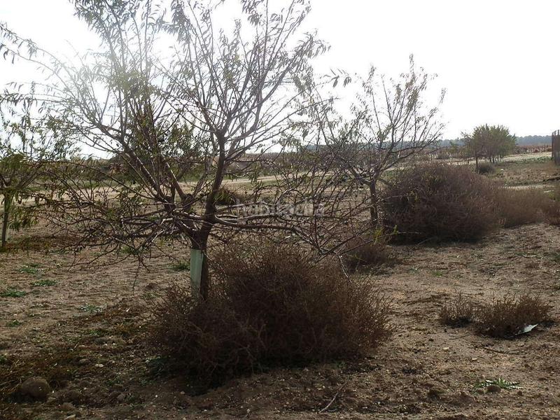 Foto 7186a128-4618-433a-b0c0-7f7a3ef65835. Finca rústica finca en venta almendros riego en ciudad real en Pedro Muñoz