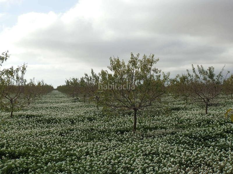 Foto 7cf85487-a8a1-44a2-ab8f-cb9e08b5868d. Finca rústica finca en venta almendros riego en ciudad real en Pedro Muñoz