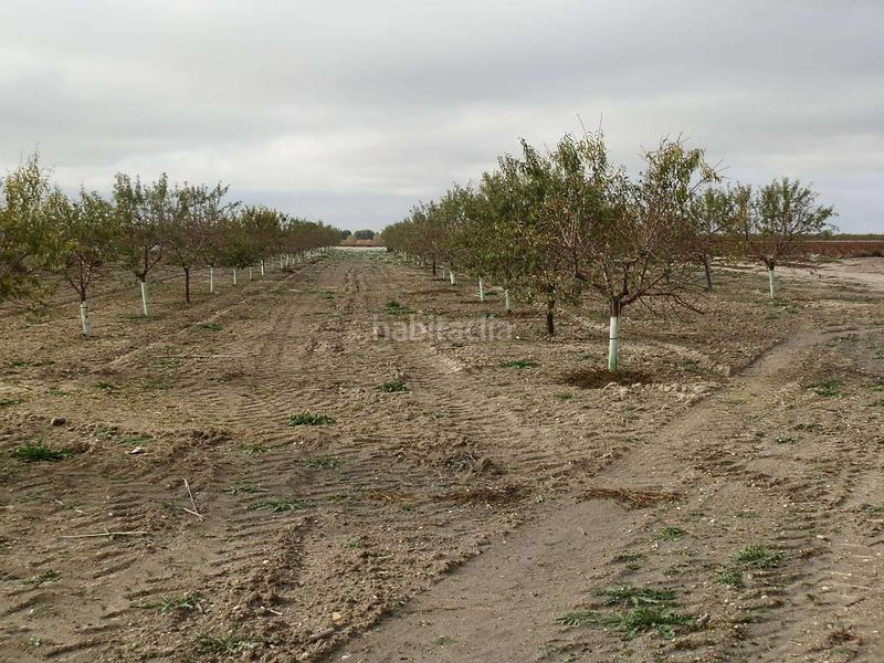 Foto 8db4d007-529b-4618-a7a0-1304a078bd11. Finca rústica finca en venta almendros riego en ciudad real en Pedro Muñoz