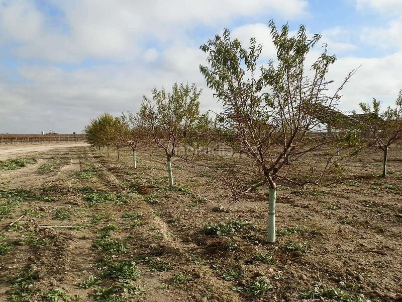 Foto 9720f80e-f666-4a63-907c-43ce128646cf. Finca rústica finca en venta almendros riego en ciudad real en Pedro Muñoz