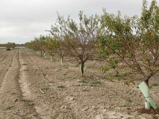 Finca rústica a Pedro Muñoz. Finca en venta almendros riego en ciudad real