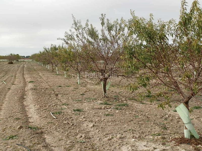 Foto acacc01a-6334-4a5e-bf21-56f53f319558. Finca rústica finca en venta almendros riego en ciudad real en Pedro Muñoz