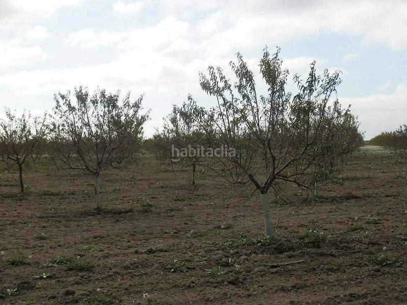 Foto bcb65824-8efc-4172-ae52-6ee0766ad054. Finca rústica finca en venta almendros riego en ciudad real en Pedro Muñoz
