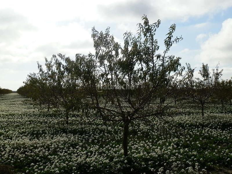 Foto e3934eec-172a-41ca-9f13-d7b8f4a7c4ce. Finca rústica finca en venta almendros riego en ciudad real en Pedro Muñoz