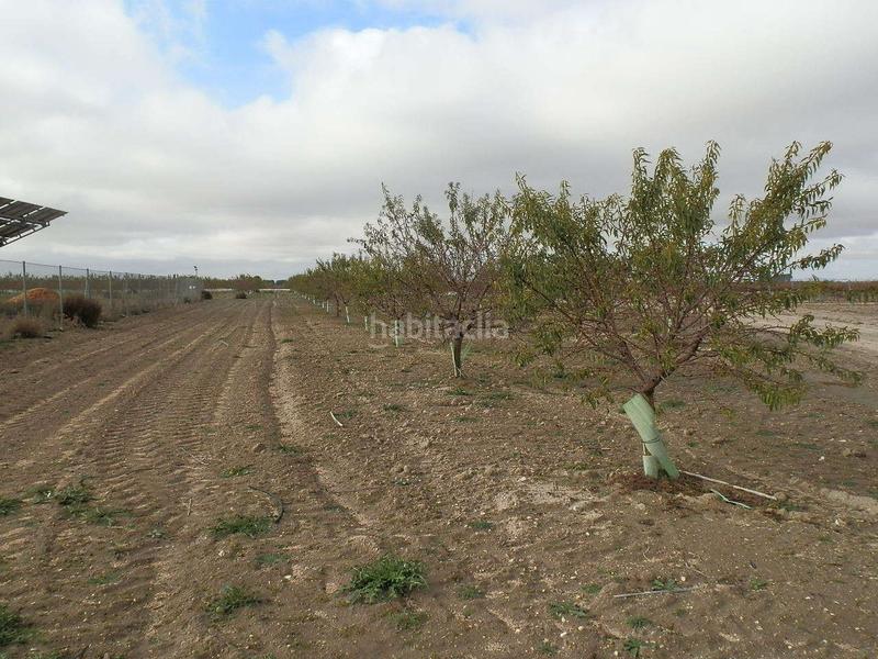 Foto ff0120ce-1aa7-432b-ab9a-16126162ca07. Finca rústica finca en venta almendros riego en ciudad real en Pedro Muñoz