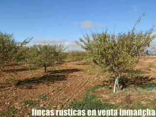 Finca rústica a Tomelloso. Finca en venta olivar almendros regadío en tomelloso