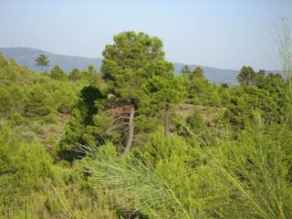 Finca rústica a Utiel. Finca en venta labor monte caza mayor en cuenca