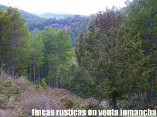 Finca rústica a Nerpio. Finca en venta pinar maderable caza mayor en albacete