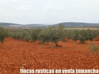 Finca rústica a Valdepeñas. Finca en venta olivar secano en ciudad real