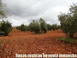 Finca rústica a Valdepeñas. Finca en venta olivar viña riego en ciudad real