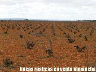Finca rústica a Valdepeñas. Finca en venta viña regadío en valdepeñas