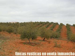 Finca rústica a Tembleque. Finca en venta olivar regadío en toledo