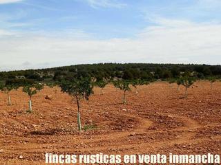 Finca rústica a Villarrobledo. Finca en venta labor almendros monte caza menor