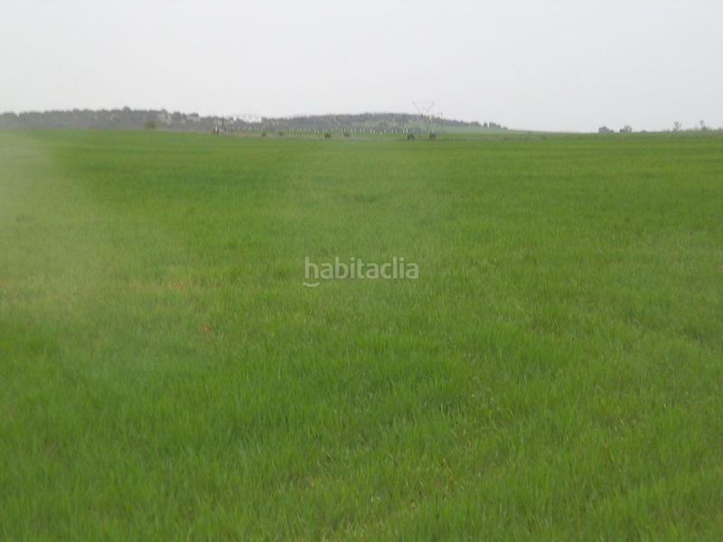 Foto 2833c666-073e-4df2-8c18-f33bcdb397e5. Fondo rustico in Centro - Plaza Mayor Ciudad Real