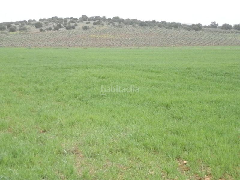 Foto 36aa012b-e7c0-46d2-acdf-6f1ddb4ef0e8. Fondo rustico in Centro - Plaza Mayor Ciudad Real