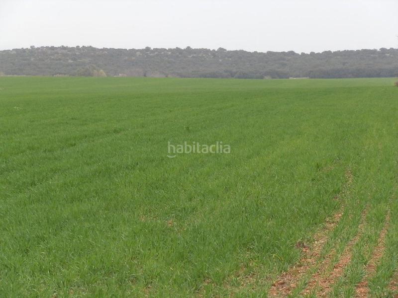 Foto 9dff3ee2-22d5-4399-8267-8395be304d1e. Fondo rustico in Centro - Plaza Mayor Ciudad Real