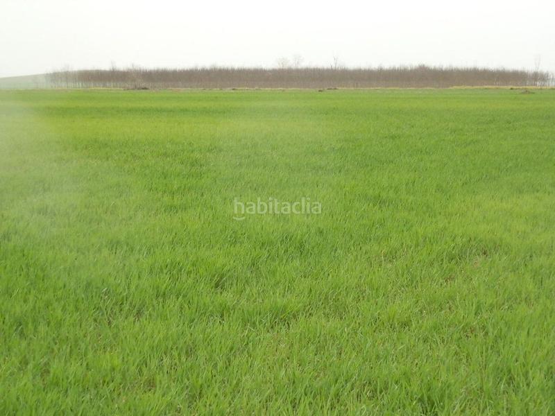 Foto de33916a-df29-4e5d-b2a2-2bba5ee03cec. Fondo rustico in Centro - Plaza Mayor Ciudad Real