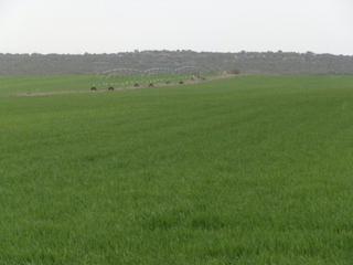 Finca rústica a Centro - Plaza Mayor. Finca en venta labor regadío en ciudad real