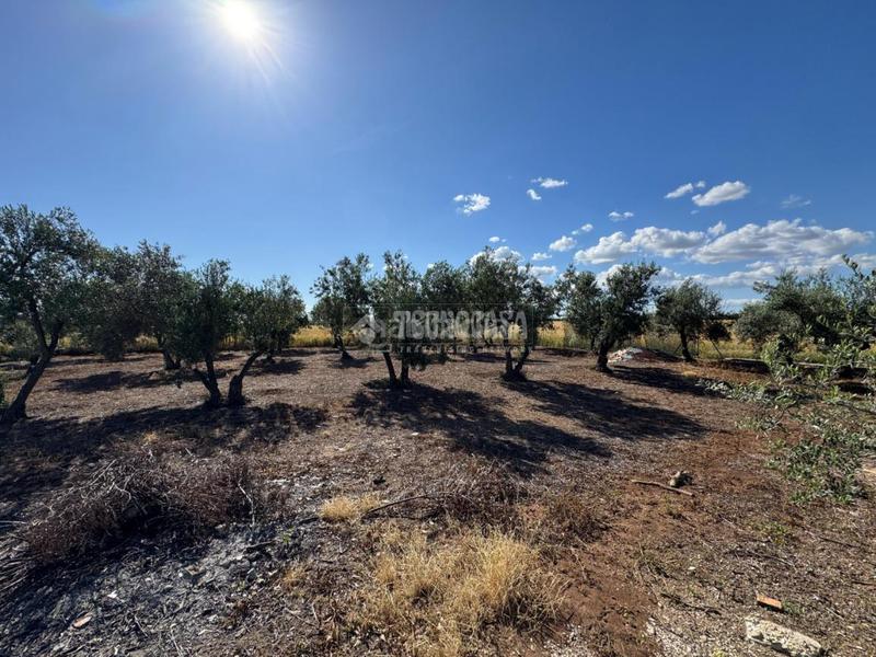 Foto 05867734-d98d-404d-972f-bbde53249007. Finca rústica terrenos en venta en Écija