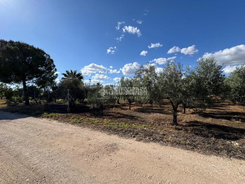 Foto 8bee174c-1b76-420c-a0ef-c49c0d6aa6a3. Finca rústica terrenos en venta en Écija