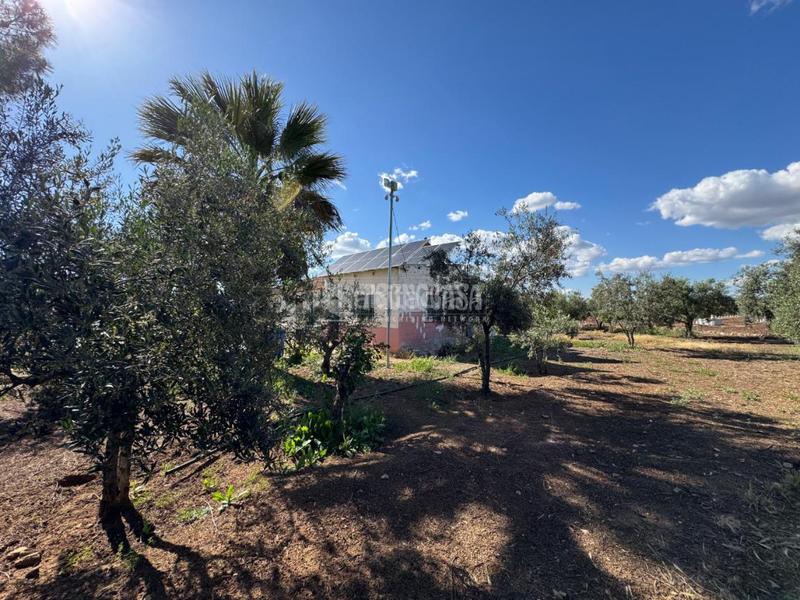 Foto e2474180-d587-4b3b-a511-469af907ddbb. Finca rústica terrenos en venta en Écija