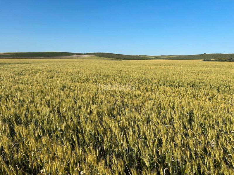 Foto 58d184ac-90ab-4560-a1a0-885b39704d07. Fondo rustico in Écija