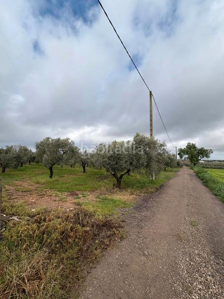 Foto 42245926-d3af-4559-ae62-55c5272aff95. Fondo rustico in Écija